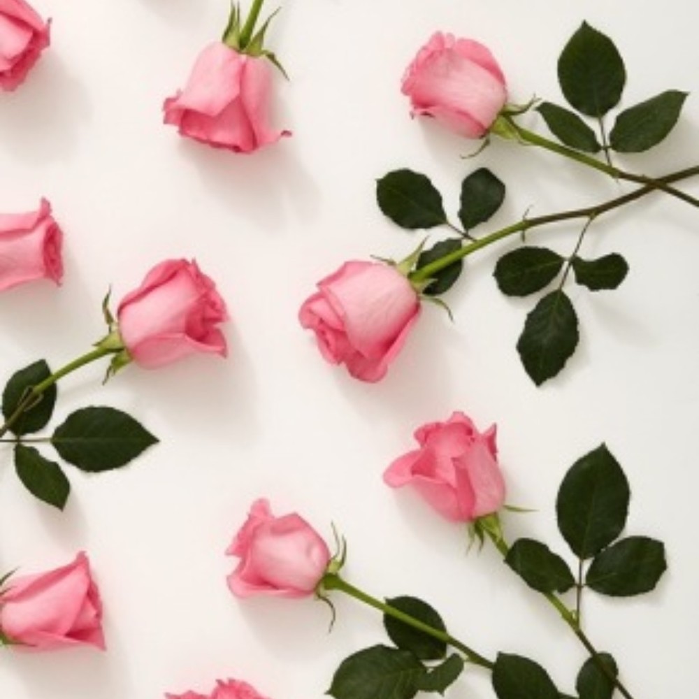 Meet your Posher, Rosa